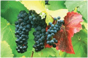 Zinfandel grapes 9-24-2013