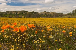 With moderate temps helping, Santa Margarita has an abundance of rangeland (such as this poppy field). Due to the mild climate, the area can grow almost year around.