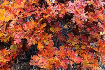 The leaves on a White Oak can turn a dark red color in the fall.