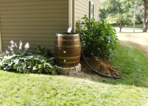 Wine barrel as rain barrel