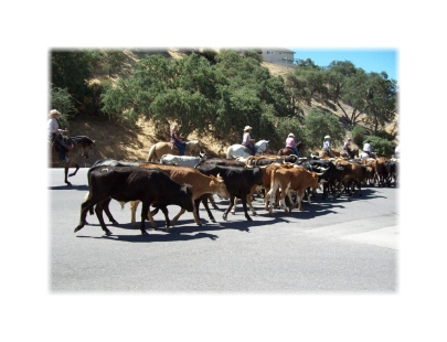 Cows coming home - Paso Robles