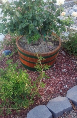 Half planter barrel - Marilyn Monroe Rose