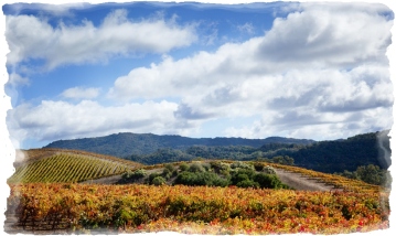 Autumn in Paso Robles vineyard
