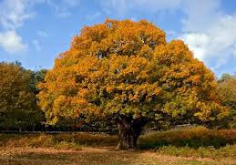 Golden Oak Tree