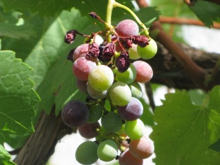 Shriveled_up_grapes