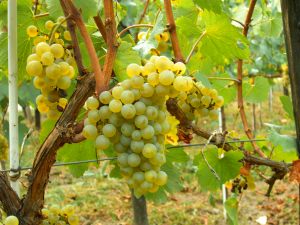 Chardonnay still leads the way as the number one varietal in California.