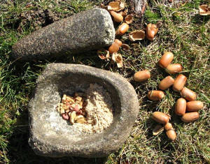 Along with the bark, Native Americans had a variety of mixtures using White Oak acorns.